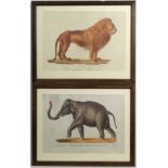 A pair of reprint coloured animal prints depicting a Lion and an Elephant, the lion entitled ' Der