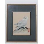 P. Quinlan (XX)
Watercolour
A study of a Snowy Owl
Signed lower right
14 1/2" x 11" CONDITION: