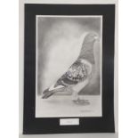 Kevin Everett 1997,
Pencil portrait,
' Favori ' a racing pigeon portrait .