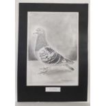 Kevin Everett 1993,
Pencil portrait,
' Kev's Checker ' a racing pigeon portrait.