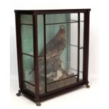 Taxidermy : a very rare Victorian Golden Eagle standing on a very young lamb within a superb