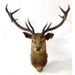 Taxidermy : a Royal Stag's Head with 12 point antlers ( hence Royal). 38" wide x 33" high.