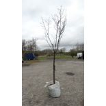 A Prunus serrula "Birch bark cherry '' tree , 9ft high , 14/16 cm girth. ( 75 litre pot ).