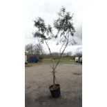 A Eucalyptus Parvifolia '' small leaved gum '' tree , multi stem , 10/12 girth. ( 55 litre pot ).