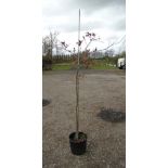 A Quercus Rober '' English Oak tree '', 5-6ft .