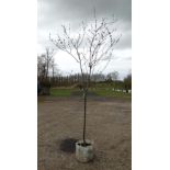 A Prunus Cerasifera '' Nigra '' purple-leaved plum tree, 8ft , 10/12 girth . ( 35 litre pot ).