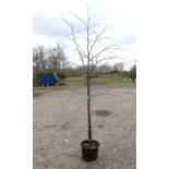 A Small leaved Lime '' Tillia Europa '' tree , 7'6'' , 10/12 girth.