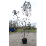 A Eucalyptus Parvifolia small-leaved gum tree , multi stem.