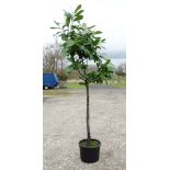 A Prunus Laurocerasus '' Rotundifolia '' standard laurel tree, 7 ft ,