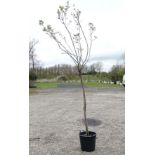 A Exochorda Macrantha tree, similar to '' The Bride '' 1/2 standard , 8ft 6/8 cm girth.