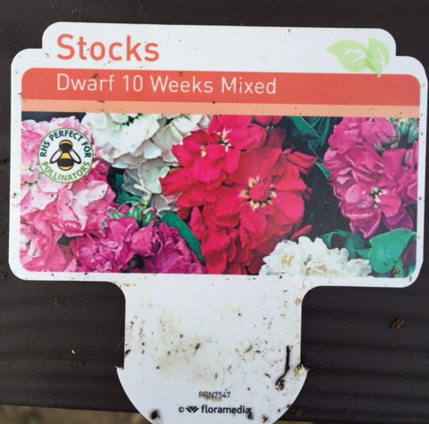 Plants : Tray of Dwarf Stocks (mixed) (12 plants) CONDITION: Please Note - we do