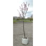 * Tree ; Prunus Cerasifera Nigra , 8/10cm , 7ft , 35 litre pot.