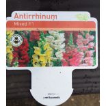 Plants : Tray of Antirrhinum ( Mixed) (12 plants) CONDITION: Please Note - we do