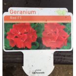 Plant : Geranium 'Scarlet' (3 plants) CONDITION: Please Note - we do not make