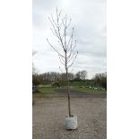 *Tree: Aesculus Hippocastanum ' Horse Chesnut ' , 14/16cm, 14ft , 45 litre pot.