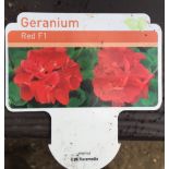 Plant : Geranium 'Scarlet' (3 plants) CONDITION: Please Note - we do not make