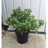 Plant : Escallonia (1 plant) CONDITION: Please Note - we do not make reference to