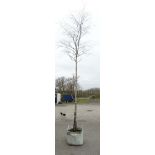 * Tree ; Betula Pendula "Common Silver Birch" , 22/24 cm girth , 16ft , 150 litre pot.
