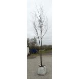 * Tree ; Acer Rubrum "Canadian Red Maple" , 22/24 cm , 15ft , 150 litre pot.