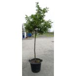 * Tree ; Prunus Rotundifolia "Flowering Cherry Laurel" Standard , 10/12 cm girth , 8ft.