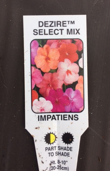 WITHDRAWN FROM AUCTION: Plants : Tray of Impatiens ( Busy Lizzie ) 12 plants) CONDITION: