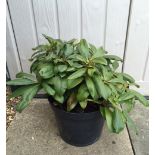 Plant: Rhoddodendrun (1 plant) CONDITION: Please Note - we do not make reference