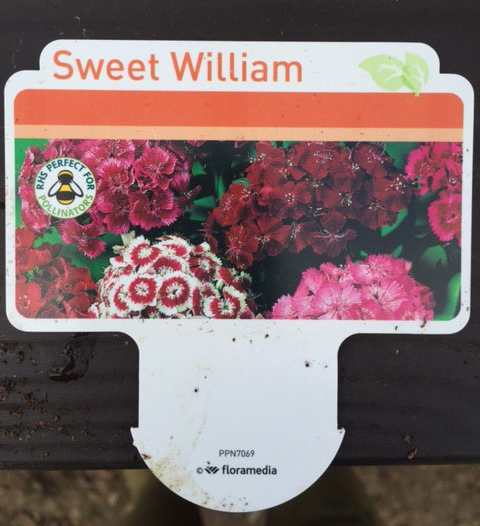 Plants : Tray of Sweet William (12 plants) CONDITION: Please Note - we do not make