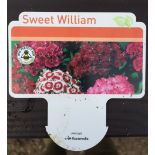 Plants : Tray of Sweet William (12 plants) CONDITION: Please Note - we do not make