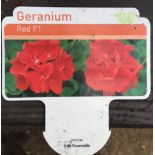 Plant : Geranium 'Scarlet' (3 plants) CONDITION: Please Note - we do not make