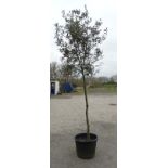 * Tree ; Quercus Ilex "Holm Oak" , 16/18 cm girth , 10ft , 80 litre pot.