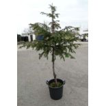 * Tree ; Taxus Baccata 'English Yew' , 8/10 cm girth, approx 5ft 6 tall, 30 litre pot.