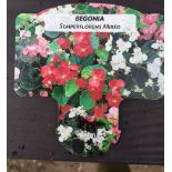 Plants : Tray of Begonia (mixed) (12 plants) CONDITION: Please Note - we do not
