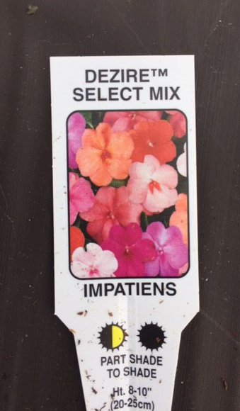 WITHDRAWN FROM AUCTION: Plants : Tray of Impatiens ( Busy Lizzie ) 12 plants) CONDITION: