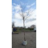 *Tree: Betula Heritage ' River Birch ', 16/18 cm girth , 12ft, 75L pot.