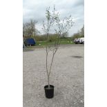 *Tree: Spindle Tree ( Euonymous Europeas) CONDITION: Please Note - we do not make