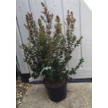 Plant : Luma Apiculata (Evergreen) (1 plant) CONDITION: Please Note - we do not