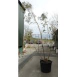 *Tree: Eucalyptus Pavifolia ( small leaved gum ) CONDITION: Please Note - we do