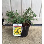 Plant : Potentilla (1 plant ) CONDITION: Please Note - we do not make reference to