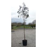 * Tree ; Eucalyptus Gunnii , 10/12cm, 12ft , 40 litre pot.