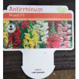 Plants : Tray of Antirrhinum ( Mixed) (12 plants) CONDITION: Please Note - we do