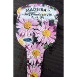 Plant: Daisy Argyranthemum 'Madeira' (1 plant) CONDITION: Please Note - we do not