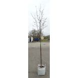 * Tree ; Pyrus Chanticleer " Ornamental Pear '' , 8/10 cm girth , 9ft , 35 litre pot.