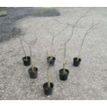 *Tree: 6 Small Quercus Rober ' Oak ' trees , 3-4ft high, 8ft , 5 litre pot.