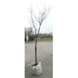 * Tree ; Prunus Serrula "Birch Bark Cherry" , 10/12 cm girth , 9ft , 75 litre pot.