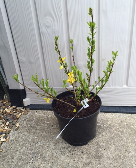 Plant : Forsythia ( 1 plant) CONDITION: Please Note - we do not make reference to