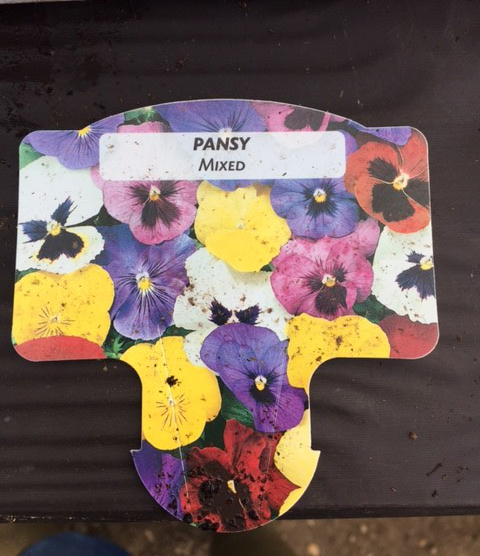 Plants : Tray of pansies (mixed) (12 plants) CONDITION: Please Note - we do not