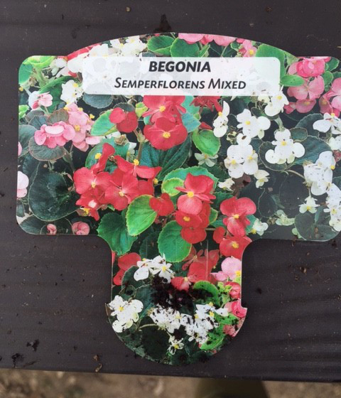 Plants : Tray of Begonia (mixed) (12 plants) CONDITION: Please Note - we do not