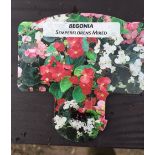 Plants : Tray of Begonia (mixed) (12 plants) CONDITION: Please Note - we do not