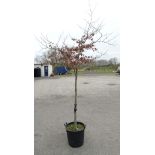 * Tree ; Fagus Sylvatica "Common Beech" , 10/12 cm girth , 7ft , 40 litre pot.