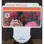 Plants : Tray of Sweet William (12 plants) CONDITION: Please Note - we do not make